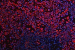 IF analysis of RPS5 using anti-RPS5 antibody (ABIN7599076). (RPS5 antibody  (AA 1-204))