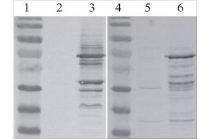 Western Blot testing of MLV-gag antibody. (MLV p30 antibody)