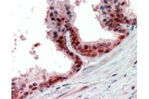 ABIN570988 (2. (PPP4C antibody  (C-Term))