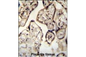 SYT8 antibody (Center) (ABIN654312 and ABIN2844096) immunohistochemistry analysis in formalin fixed and paraffin embedded human Placenta tissue followed by peroxidase conjugation of the secondary antibody and DAB staining. (SYT8 antibody  (AA 60-88))