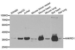 Western Blotting (WB) image for anti-Ankyrin Repeat Domain 1 (Cardiac Muscle) (ANKRD1) antibody (ABIN1980271) (ANKRD1 antibody)
