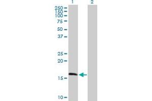 Western Blot analysis of MRPS11 expression in transfected 293T cell line by MRPS11 MaxPab polyclonal antibody.