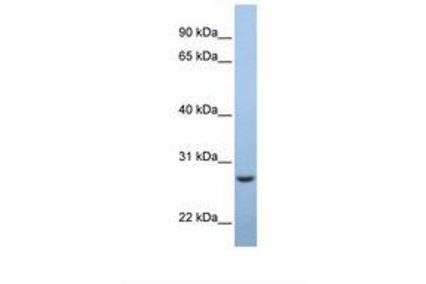 Emc7 antibody  (AA 110-159)