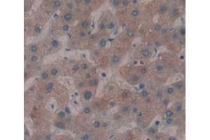 IHC-P analysis of Human Liver Tissue, with DAB staining. (MBL2 antibody  (AA 130-248))