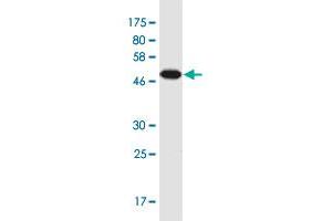 Western Blot detection against Immunogen (49 KDa) . (NOL3 antibody  (AA 1-208))