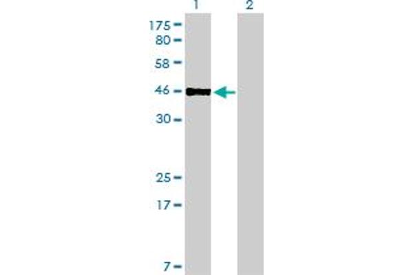 PBX2 antibody  (AA 354-430)