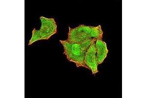 Immunofluorescence analysis of Hela cells using PTPN14 mouse mAb (green). (PTPN14 antibody  (AA 896-1169))