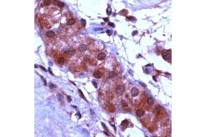 Human testis stained with Anti-Apaf-1 antibody (APAF1 antibody  (C-Term))