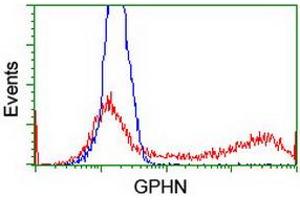 Flow Cytometry (FACS) image for anti-Gephyrin (GPHN) antibody (ABIN1498425) (Gephyrin antibody)