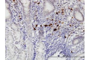 Immunoperoxidase of monoclonal antibody to RASGEF1C on formalin-fixed paraffin-embedded human stomach. (RASGEF1C antibody  (AA 168-260))