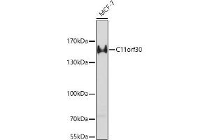 Western blot analysis of extracts of MCF-7 cells, using C11orf30 antibody (ABIN6127846, ABIN6137723, ABIN6137725 and ABIN6221740) at 1:1000 dilution. (EMSY antibody  (AA 1153-1322))