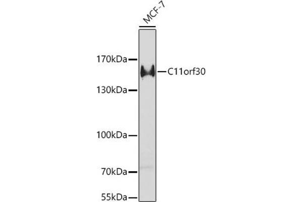 EMSY 抗体  (AA 1153-1322)
