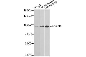 Western blot analysis of extracts of various cell lines, using ADRBK1 antibody. (GRK2 antibody)