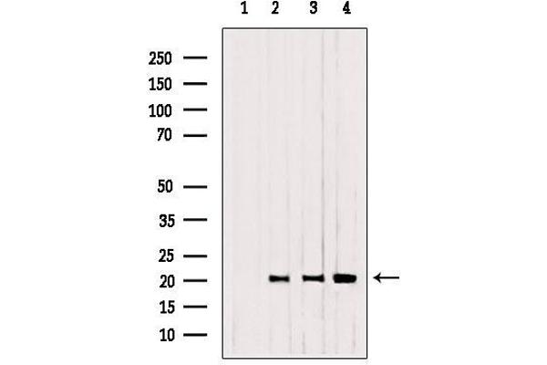 CNPY2/MSAP antibody  (C-Term)