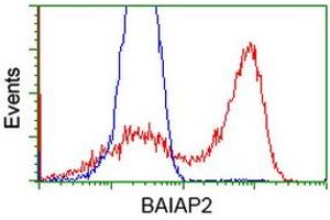Flow Cytometry (FACS) image for anti-BAI1-Associated Protein 2 (BAIAP2) antibody (ABIN1496805) (BAIAP2 antibody)