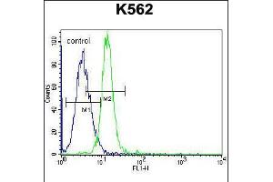 Flow cytometric analysis of K562 cells (right histogram) compared to a negative control cell (left histogram). (KCNH2 antibody  (AA 861-888))