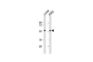 Western Blot at 1:1000 dilution Lane 1: Jurkat whole cell lysate Lane 2: K562 whole cell lysate Lysates/proteins at 20 ug per lane. (MEF2C antibody  (AA 374-403))