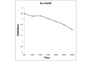 Antigen: 0. (PRKD3 antibody  (pSer41))