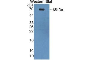 Figure. (PUF60 antibody  (AA 226-549))