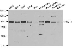 Western blot analysis of extracts of various cell lines, using RNGTT antibody (ABIN5973831) at 1/1000 dilution. (RNGTT antibody)
