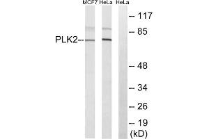 Western blot analysis of extracts from HeLa cells and MCF-7 cells, using PLK2 antibody. (PLK2 antibody  (Internal Region))