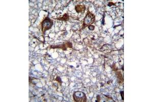 Formalin fixed, paraffin embedded human brain tissue stained with MRPL50 Antibody (C-term) followed by peroxidase conjugation of the secondary antibody and DAB staining. (MRPL50 antibody  (C-Term))