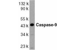 Western blot analysis of caspase-9 in HeLa whole cell lysate with AP30206PU-N Caspase-9 antibody at 1/1000 dilution (Caspase 9 antibody  (Intermediate Domain 2))