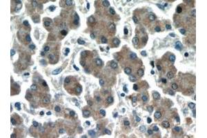 Immunohistochemistry (IHC) image for anti-Hepatic and Glial Cell Adhesion Molecule (HEPACAM) antibody (ABIN2932707) (HEPACAM antibody)
