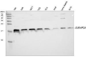 Western blot analysis of PC4/SUB1 using anti-PC4/SUB1 antibody (ABIN4886733). (SUB1 antibody  (C-Term))
