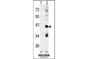 Western blot analysis of CTDSP1 using rabbit polyclonal p38 beta Antibody using 293 cell lysates (2 ug/lane) either nontransfected (Lane 1) or transiently transfected with the CTDSP1 gene (Lane 2). (MAPK11 antibody  (AA 133-161))