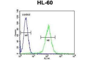 Flow cytometric analysis of HL-60 cells using OR10J5 Antibody (C-term) Cat. (OR10J5 antibody  (C-Term))