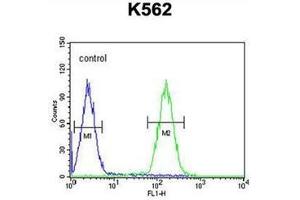 Flow cytometric analysis of K562 cells using LCE2B Antibody (C-term) Cat. (LCE2B antibody  (C-Term))