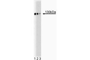Western blot analysis of GM130 cells on rat brain lysate. (Golgin A2 (GOLGA2) (AA 869-982) antibody)