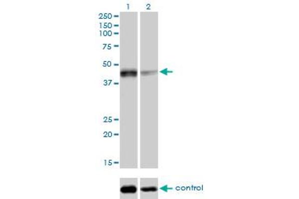 SIRT2 antibody  (AA 128-227)