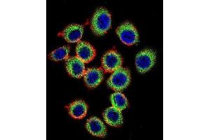 Immunofluorescence (IF) image for anti-RAS Guanyl Releasing Protein 2 (Calcium and DAG-Regulated) (RASGRP2) antibody (ABIN2996572) (RASGRP2 antibody)