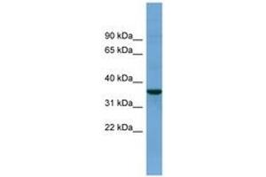 Image no. 1 for anti-beta-Site APP-Cleaving Enzyme 2 (BACE2) (AA 71-120) antibody (ABIN6743441) (BACE2 antibody  (AA 71-120))