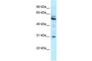 Image no. 1 for anti-Lymphoid-Restricted Membrane Protein (LRMP) (AA 354-403) antibody (ABIN6747836) (LRMP antibody  (AA 354-403))