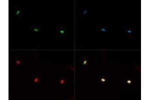 Immunofluorescence of Rabbit Anti-Histone H3 [Monomethyl Lys36] Antibody. (Histone 3 antibody  (H3K36me))