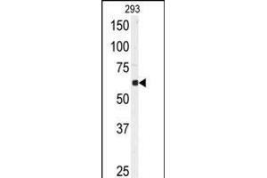Western blot analysis of anti-USP3 Antibody (N-term) (ABIN388880 and ABIN2839173) in 293 cell line lysates (35 μg/lane).