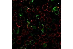 Immunofluorescence staining of K562 cells using LMO2 Recombinant Rabbit Monoclonal Antibody (LMO2/3147R) followed by goat anti-rabbit IgG conjugated to CF488 (green). (Recombinant LMO2 antibody  (AA 23-140))