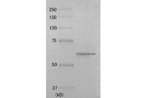 Western Blotting (WB) image for Polymerase (DNA Directed) kappa (POLK) (Active) protein (ABIN2452172)