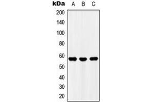 Western blot analysis of UBFD1 expression in HEK293T (A), Raw264. (UBFD1 antibody  (C-Term))