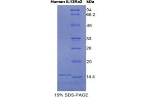 SDS-PAGE analysis of Human IL13Ra2 Protein.