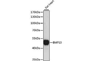 Western blot analysis of extracts of rat heart, using BMP10 antibody. (BMP10 antibody)