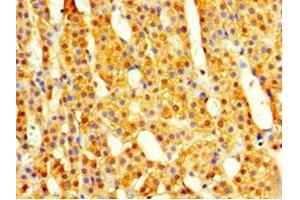 Immunohistochemistry of paraffin-embedded human adrenal gland tissue using ABIN7148499 at dilution of 1:100 (COPS7A antibody  (AA 2-275))