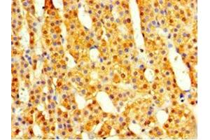Immunohistochemistry of paraffin-embedded human adrenal gland tissue using ABIN7148499 at dilution of 1:100 (COPS7A antibody  (AA 2-275))