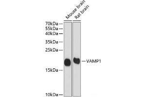 Western blot analysis of extracts of various cell lines using VAMP1 Polyclonal Antibody at dilution of 1:1000. (VAMP1 antibody)