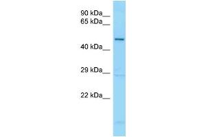 WB Suggested Anti-GDF5 Antibody Titration: 1. (GDF5 antibody  (C-Term))