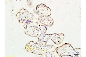 Formalin-fixed and paraffin embedded human placenta labeled with Rabbit Anti ERK1/MAPK3 Polyclonal Antibody, Unconjugated  at 1:200 followed by conjugation to the secondary antibody and DAB staining (ERK1 antibody  (AA 101-200))