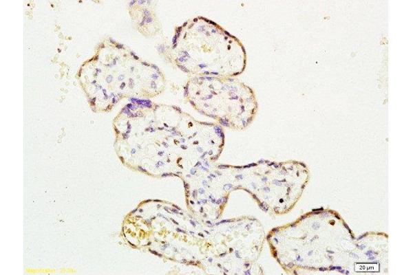 ERK1 antibody  (AA 101-200)